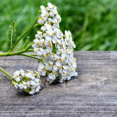 Saara Jämes terveysvinkit